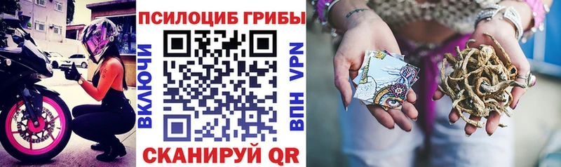 Купить где  Западная Двина  Галлюциногенные грибы Cubensis 